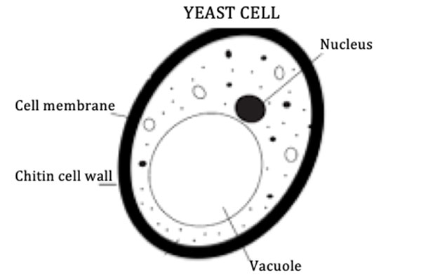 YEAST
