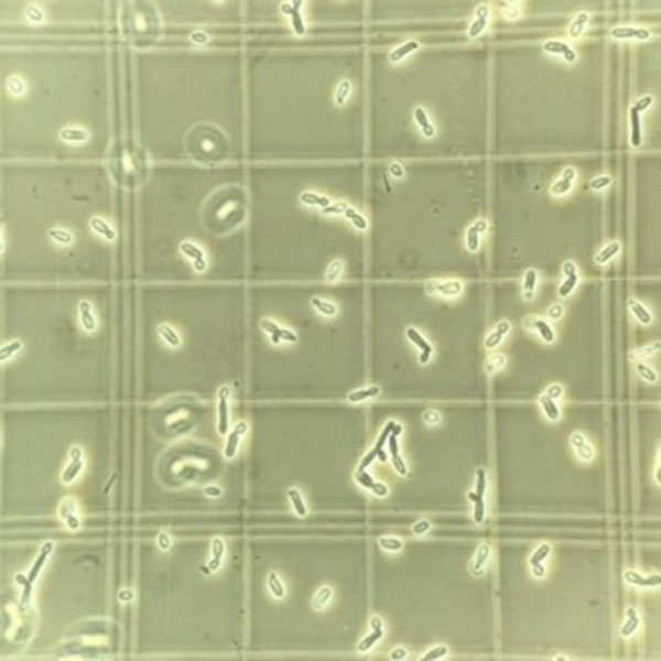 Quality control and & in-house stability program